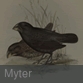 Myter